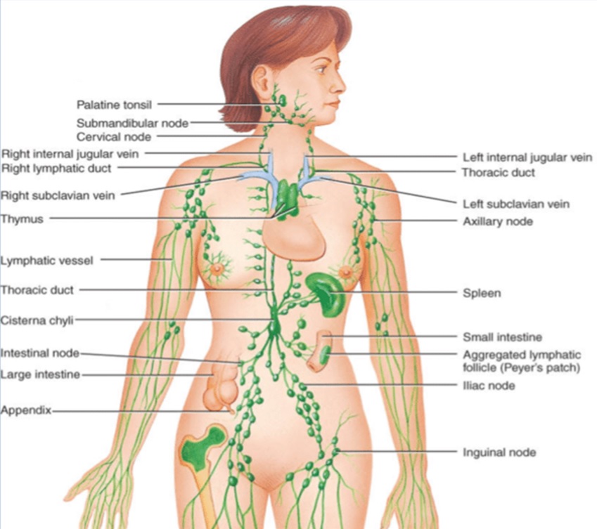 Image showing the location of the lymph nodes within the human body.